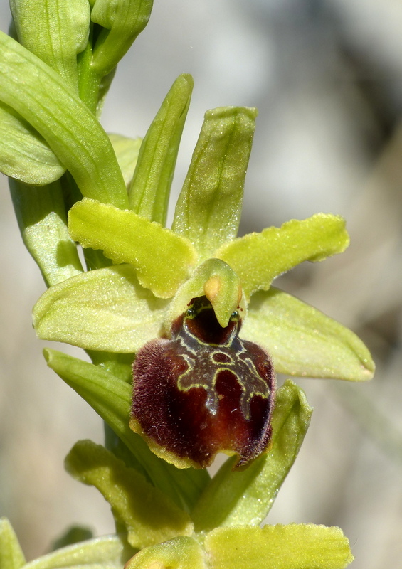 Marsica 2022, Monte Girifalco e Monte Arunzo  Le orchidee e la storia.